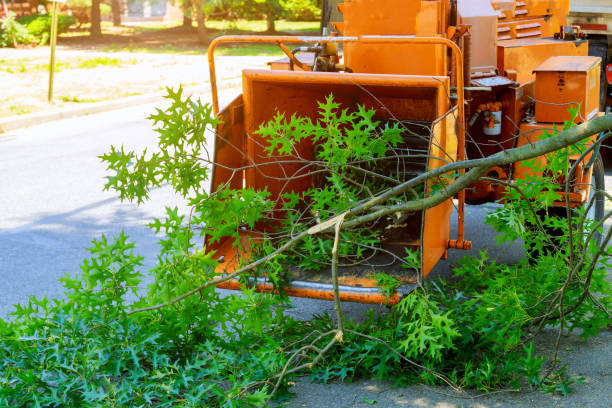 How Our Tree Care Process Works  in  Gilmer, TX